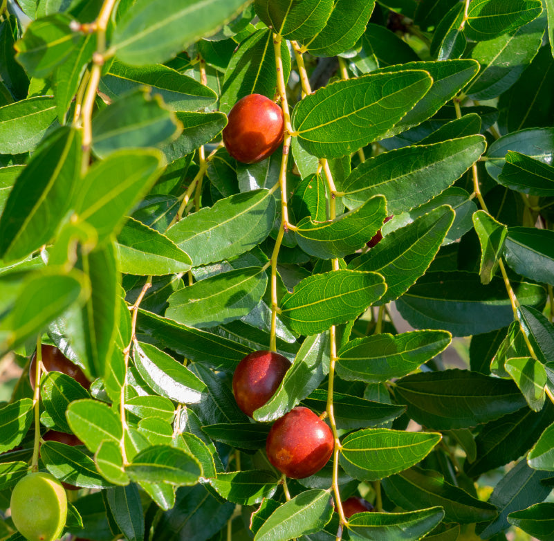 Jojoba Oil